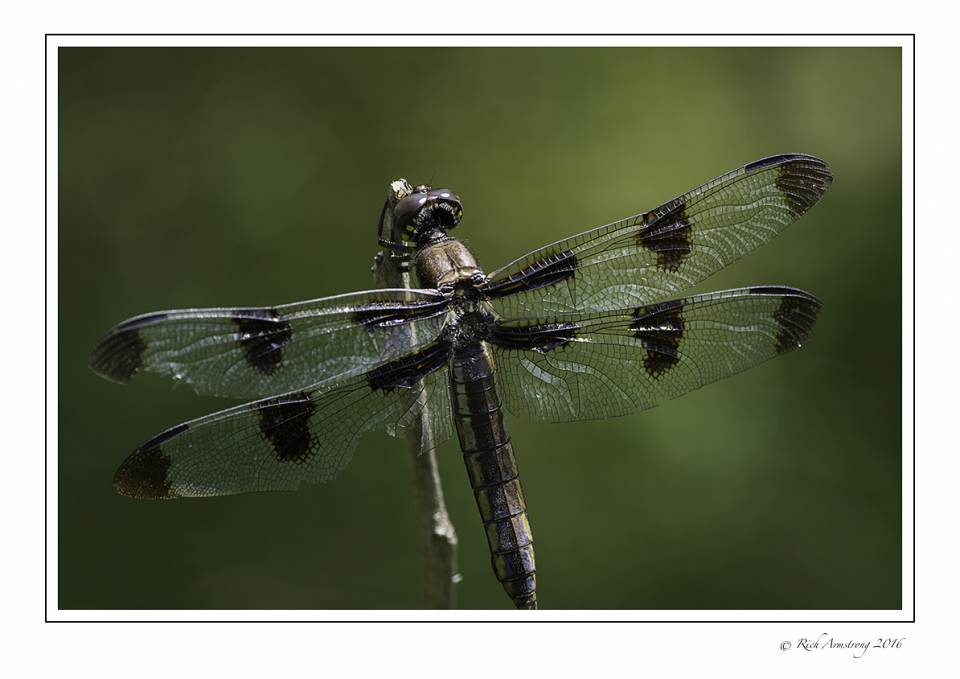 dragonfly 1c copy.jpg